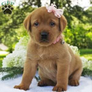 Willow Breeze, Fox Red Labrador Retriever Puppy